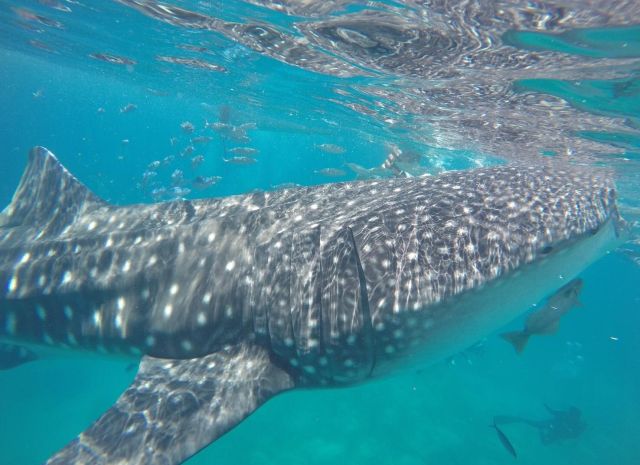 【2026菲律賓遊學全攻略】遊學費用、城市、簽證、語言學校完整解析